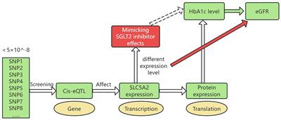 Assessment of the effect of the SLC5A2 gene on eGFR: a Mendelian randomization study of drug targets for the nephroprotective effect of sodium-glucose cotransporter protein 2 inhibition